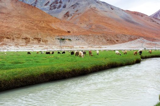 Animals with natural landscape in Leh Ladakh, Jammu and Kashmir, India