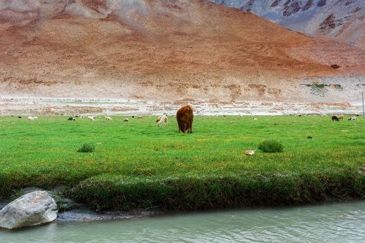 Animals with natural landscape in Leh Ladakh, Jammu and Kashmir, India