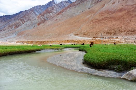 Animals with natural landscape in Leh Ladakh, Jammu and Kashmir, India