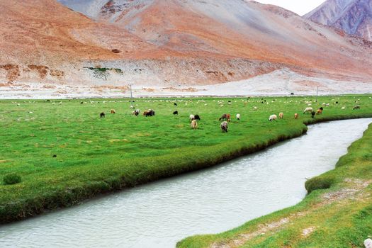 Animals with natural landscape in Leh Ladakh, Jammu and Kashmir, India