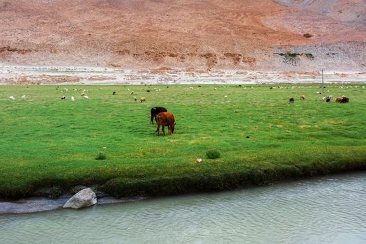 Animals with natural landscape in Leh Ladakh, Jammu and Kashmir, India
