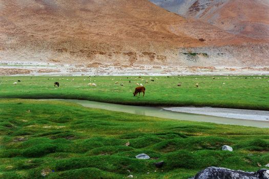 Animals with natural landscape in Leh Ladakh, Jammu and Kashmir, India