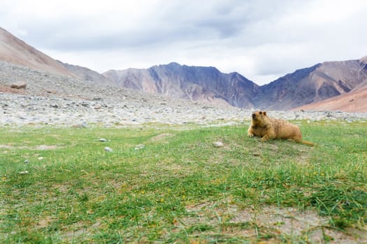 Himalayan marmot with natural landscape in Leh Ladakh, Jammu and Kashmir, India