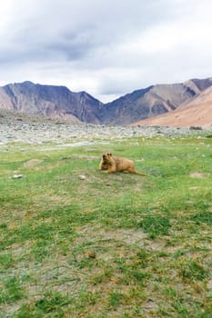 Himalayan marmot with natural landscape in Leh Ladakh, Jammu and Kashmir, India