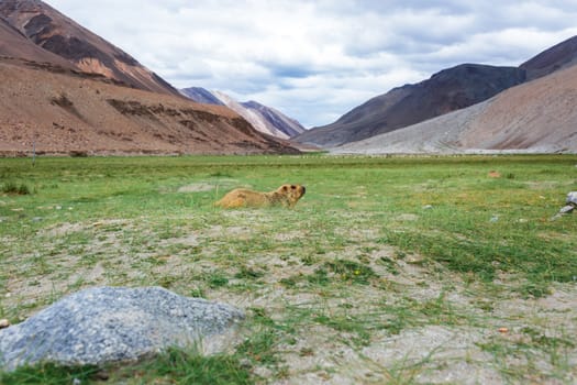 Himalayan marmot with natural landscape in Leh Ladakh, Jammu and Kashmir, India
