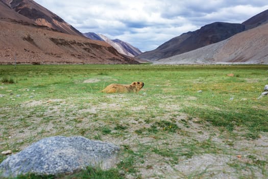 Himalayan marmot with natural landscape in Leh Ladakh, Jammu and Kashmir, India