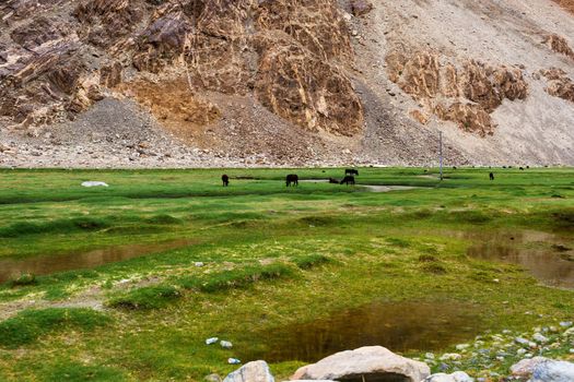 Animals with natural landscape in Leh Ladakh, Jammu and Kashmir, India