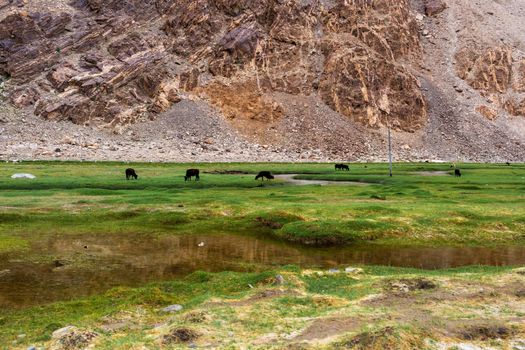 Animals with natural landscape in Leh Ladakh, Jammu and Kashmir, India