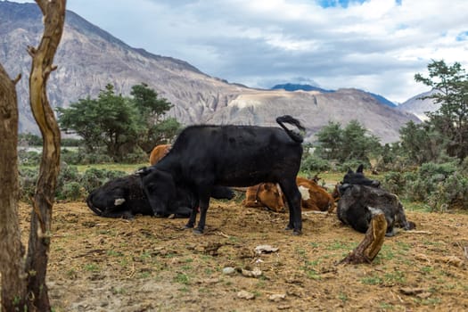 Natural landscape in Nubra valley, Leh Ladakh, Jammu and Kashmir, India