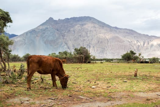 Natural landscape in Nubra valley, Leh Ladakh, Jammu and Kashmir, India