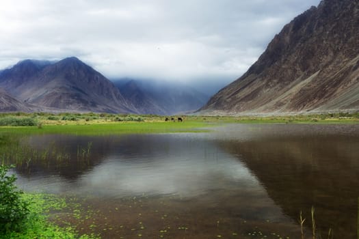 Natural landscape in Nubra valley, Leh Ladakh, Jammu and Kashmir, India