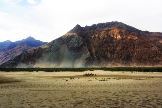 Hunder Sand Dunes of Nubra Valley in Leh Ladakh, Jammu and Kashmir, India