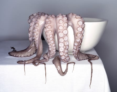 Fresh octopus in a kitchen, in white porcelain oval bowl, ready for barbecue or cooking
