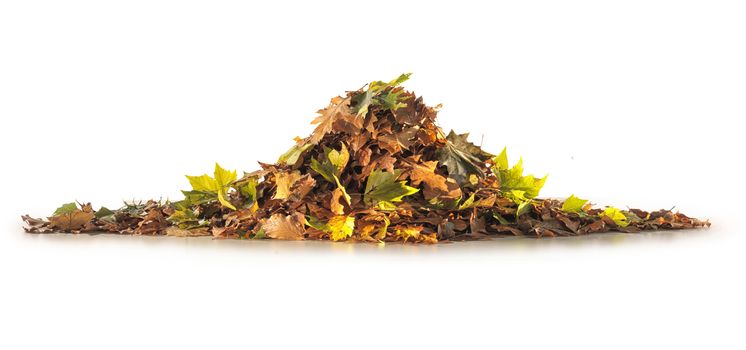 Fall Season Tree Pile of Leaves Isolated on White Background