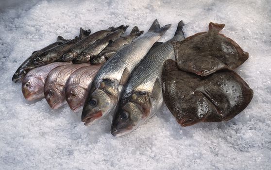 Fishes at the market on a ice background