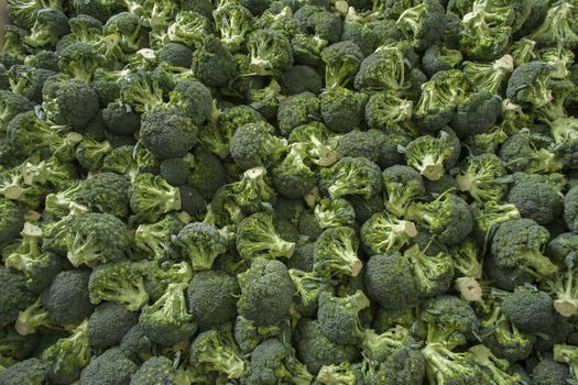 Very large group of fresh green broccoli