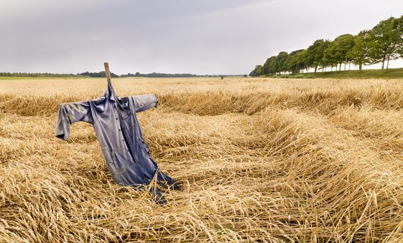 Summer landscape with corn field, scarecrow and sky