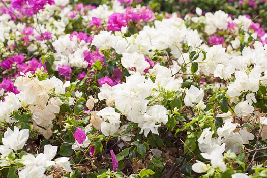 Flowering bush on the hotel in Egypt