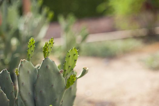 Green Cactus closeup on alley nature plant