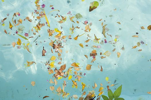 Blue transparent water in the pool with flowers, leaves