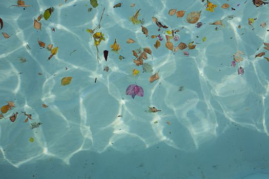 Blue transparent water in the pool with flowers, leaves