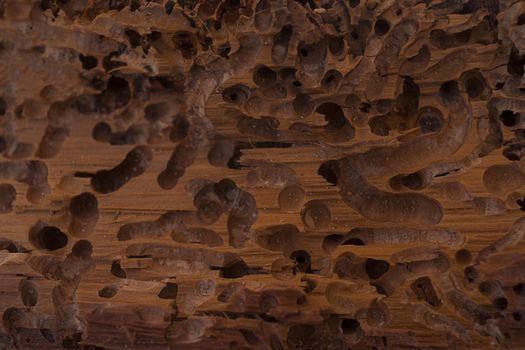 Old wood eaten by bark beetle background