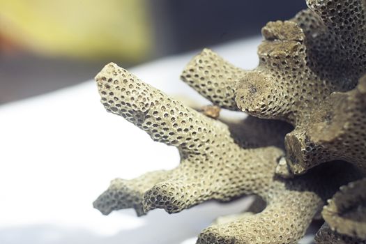 Close up shot of dead coral that look like brain or bee hive