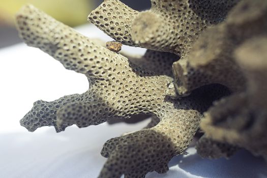 Close up shot of dead coral that look like brain or bee hive