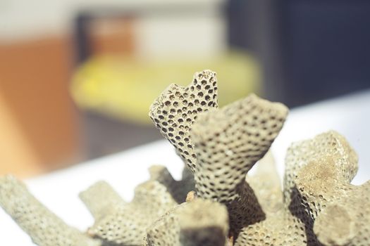 Close up shot of dead coral that look like brain or bee hive