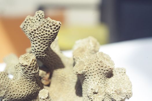 Close up shot of dead coral that look like brain or bee hive