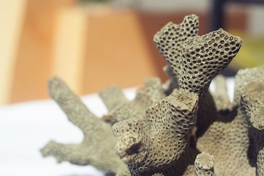 Close up shot of dead coral that look like brain or bee hive