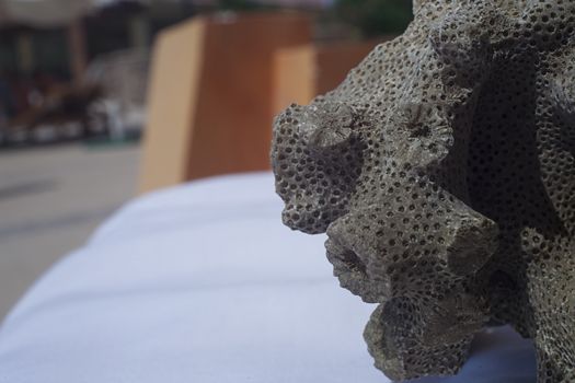 Close up shot of dead coral that look like brain or bee hive