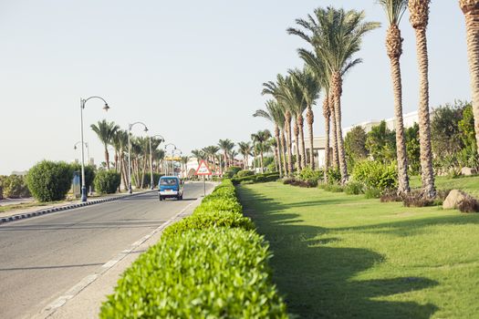 Green bush park road in Sharm el Sheikh, Egypt