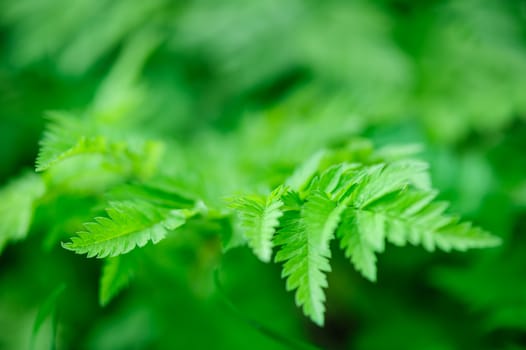 Green leaves macro background with strong bokeh