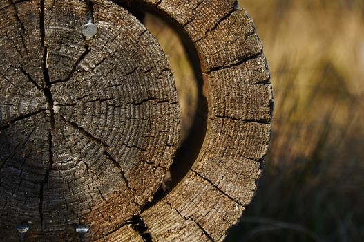 Round cut of old tree with nails in it