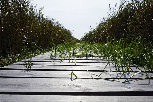 Grey wooden boardwalk heading towards the sea