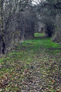 Greenish path with an arch formed by the branches of the trees