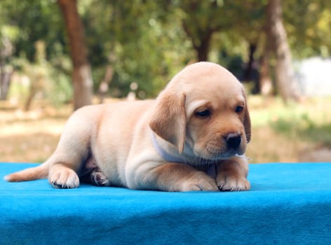 little yellow labrador puppy sitting on the blue background