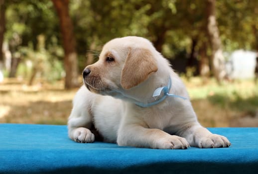 a little cute yellow labrador puppy sitting on the blue background