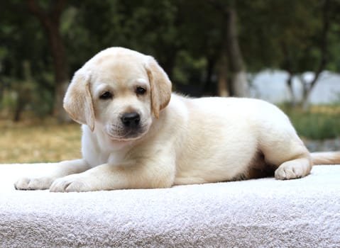 a little yellow labrador puppy sitting on the white background