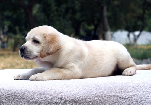 the little yellow labrador puppy sitting on the white background
