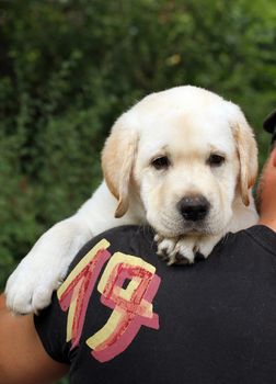 a little yellow labrador puppy a shoulder of a man