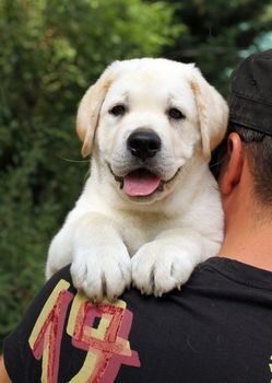 the little yellow labrador puppy a shoulder of a man