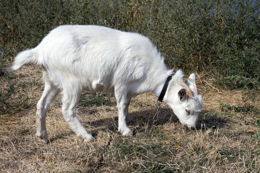 Beautiful white goat grazing in a meadow