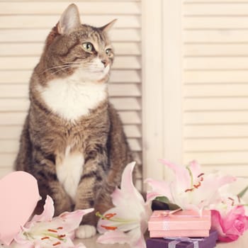 Valentines day cat with Flowers and heart card on wooden background