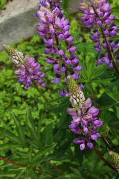 Beautiful purple lupins growing in the garden