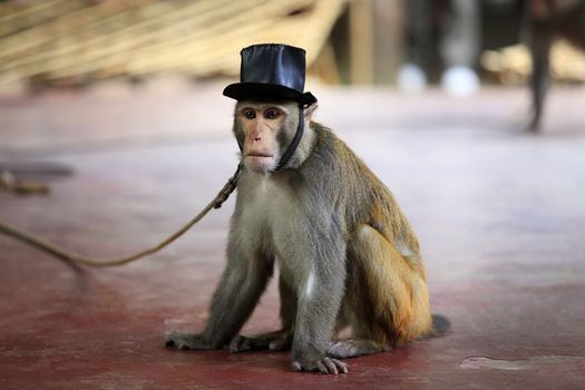 Portrait of the monkey in hat. China