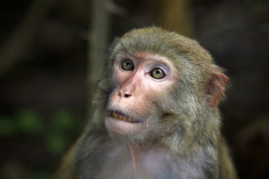 Portrait of the monkey. Park of monkeys in Indonesia. Bali