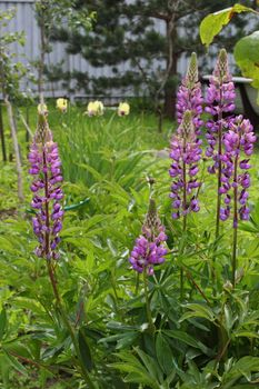 Beautiful purple lupins growing in the garden