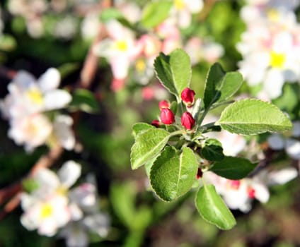 Apple tree flower blossoming at spring time, floral background